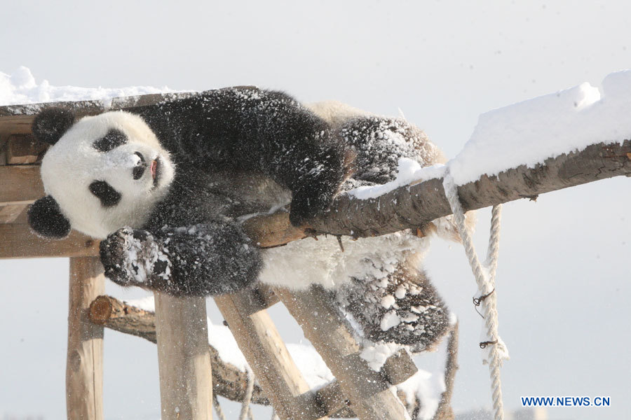 Chine : les animaux d'un zoo du Shandong jouent dans la neige