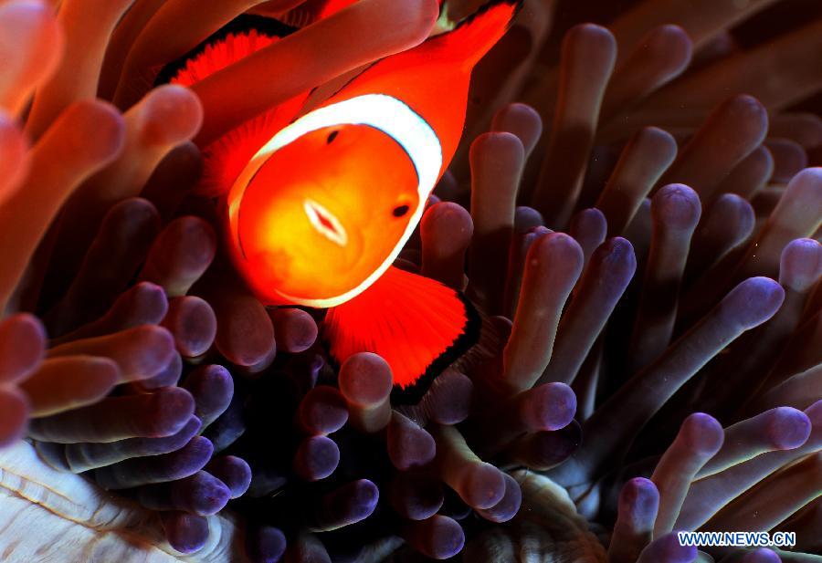 EN IMAGES: le monde sous-marin merveilleux en Indonésie