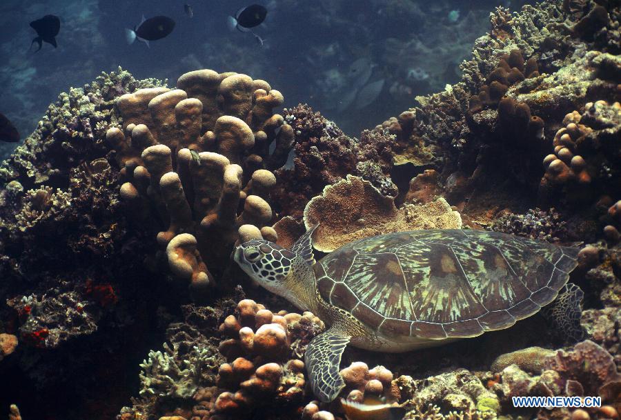 EN IMAGES: le monde sous-marin merveilleux en Indonésie (2)