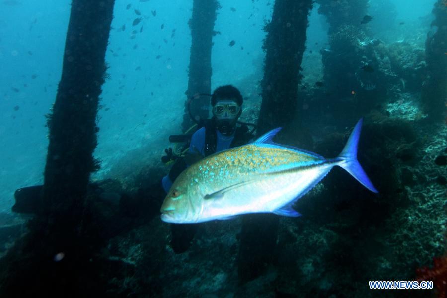 EN IMAGES: le monde sous-marin merveilleux en Indonésie (3)