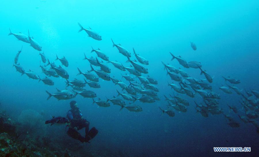 EN IMAGES: le monde sous-marin merveilleux en Indonésie (5)