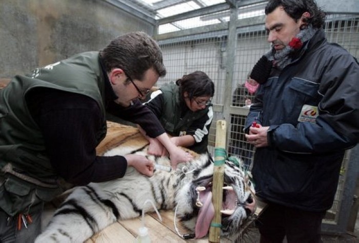 Quand des animaux consultent le vétérinaire (20)