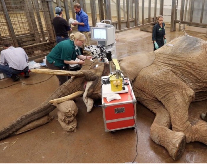 Quand des animaux consultent le vétérinaire (8)