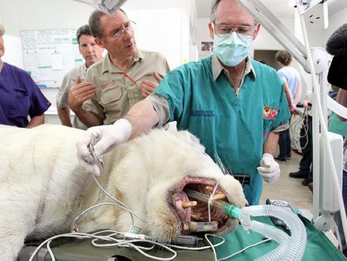 Quand des animaux consultent le vétérinaire (12)