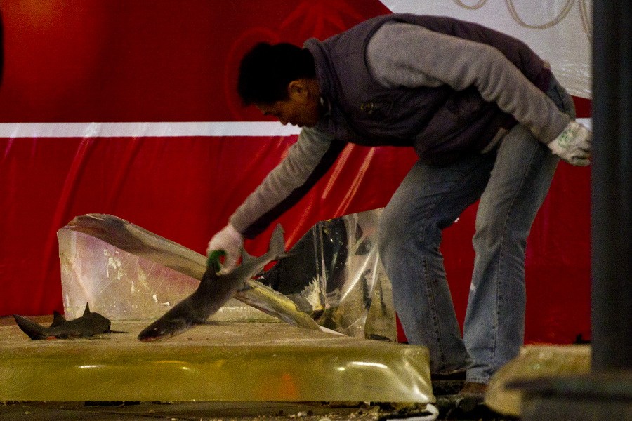 Le célèbre aquarium des requins à Shanghai a explosé (7)