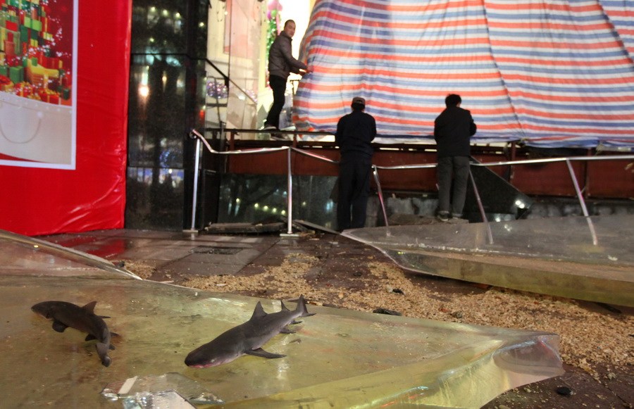 Le célèbre aquarium des requins à Shanghai a explosé (4)