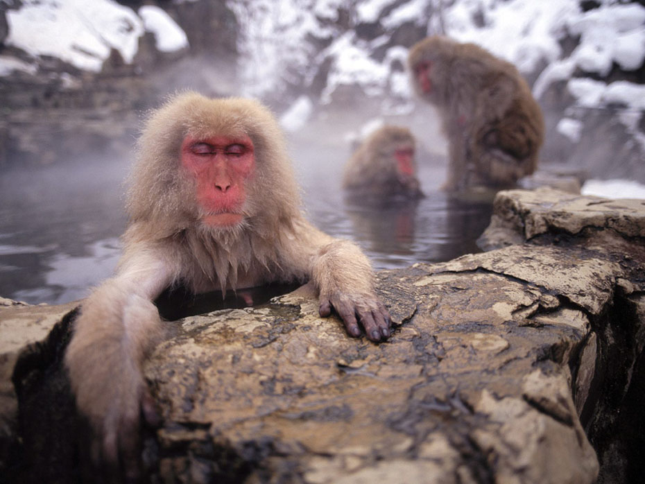 Le 24 janvier 2012, des singes se baignent dans une source thermale dans la préfecture de Nagano au Japon. (Photo : icpress.cn)