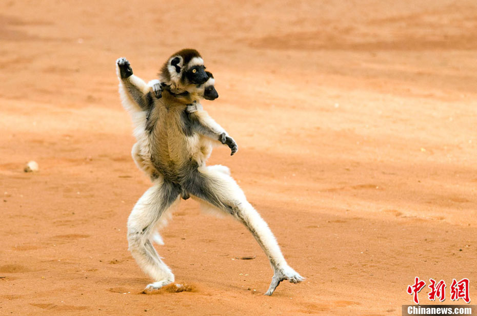 Dans une réserve naturelle au Madagascar, un lémur femelle portant son petit au dos « fait du kong-fu ». (Photo : icpress.cn)