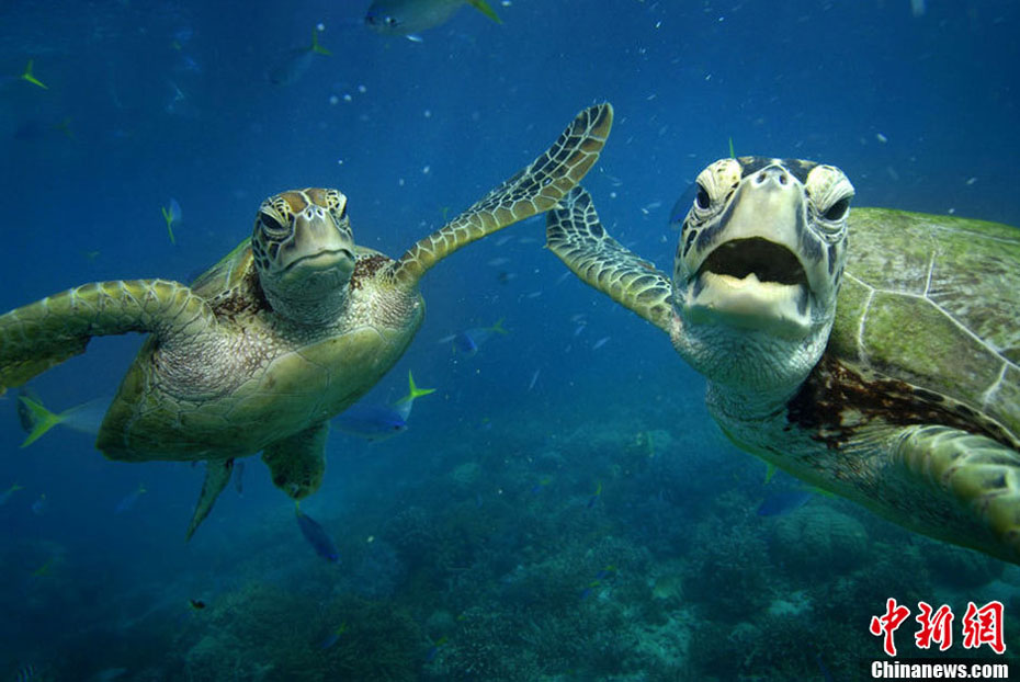 Le 18 septembre 2012 près du récif Moore en Australie, deux tortues « font le high five » avec leur pattes. (Photo : icpress.cn)