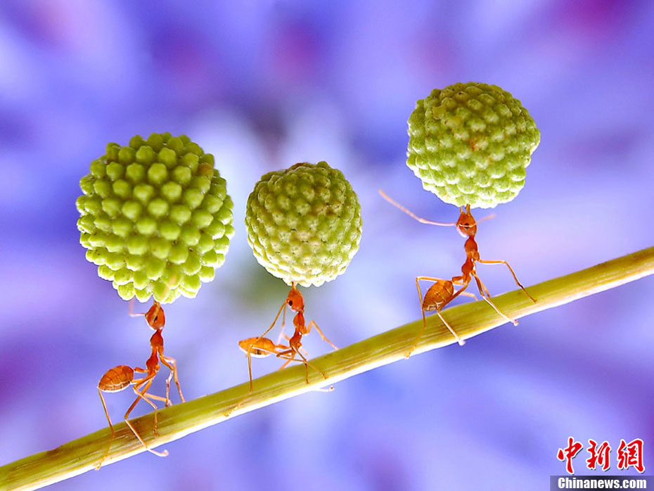 Le 3 mai, des fourmis « font des acrobaties » en transportant des fruits beaucoup plus grands qu'elles-mêmes. (Photo : icpress.cn)