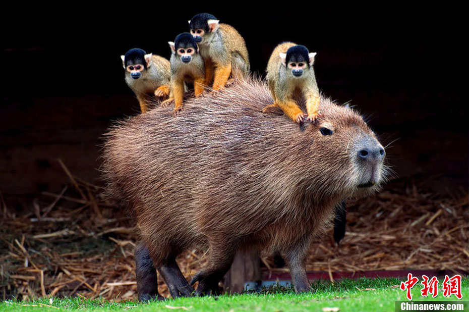 Dans le parc safari de Beekse Bergen aux Pays-Bas, plusieurs petits singes-écureuils "font du stop" sur le dos d'un capybara. (Photo : icpress.cn)