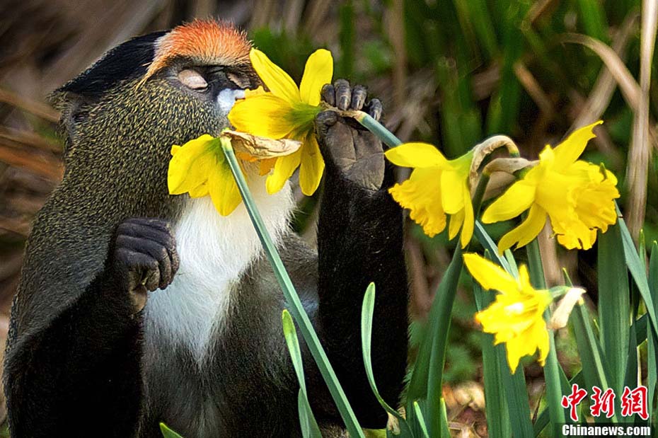 Au zoo de Port Lympne situé à Ashford en Grande Bretagne, un singe nommé De Brazza renifle une fleur. (Photo : icpress.cn)