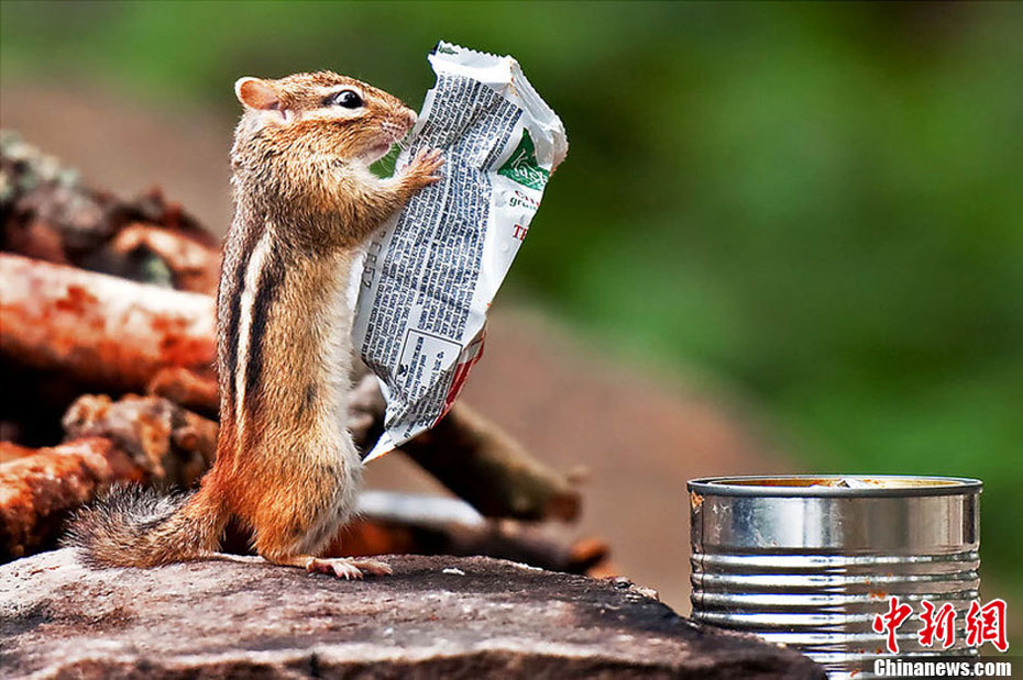 Près du lac Ontario au Canada, un petit tamias est en train d' « examiner » des ingrédients de son petit-déjeuner imprimés sur l'emballage. (Photo : icpress.cn)