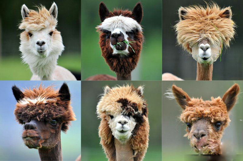 Le 29 avril 2012, des « candidats » cool du concours de coiffures des alpacas qui se déroule en Autriche.