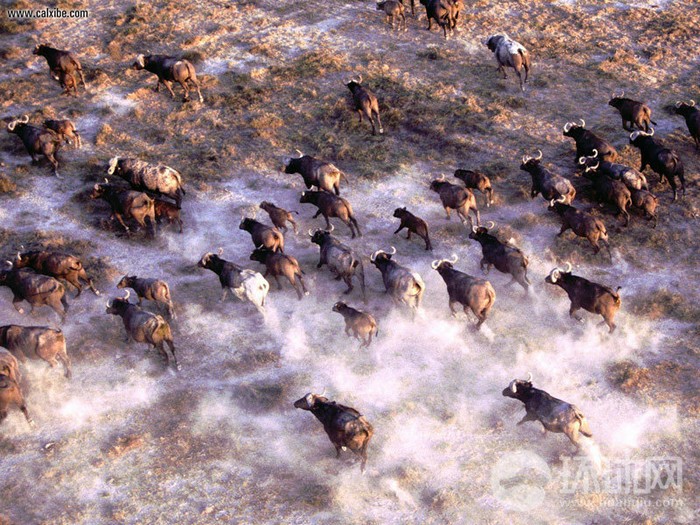 EN IMAGES: migrations des animaux en Afrique (15)