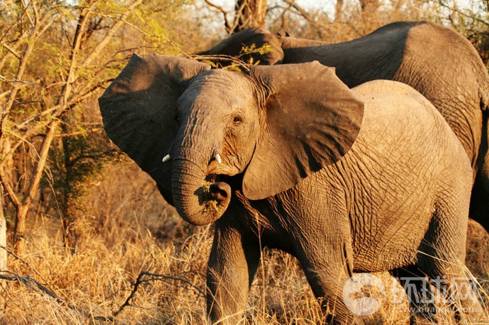 EN IMAGES: migrations des animaux en Afrique (17)