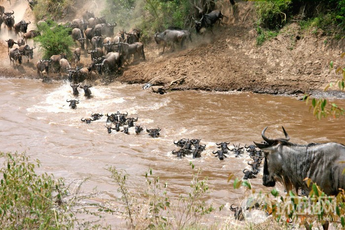 EN IMAGES: migrations des animaux en Afrique (13)