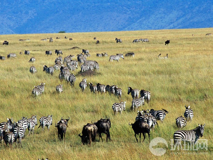 EN IMAGES: migrations des animaux en Afrique (11)