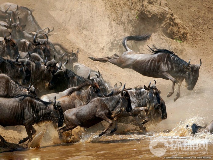 EN IMAGES: migrations des animaux en Afrique (12)