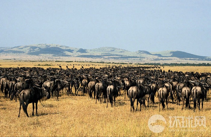 EN IMAGES: migrations des animaux en Afrique (4)