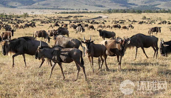 EN IMAGES: migrations des animaux en Afrique (5)