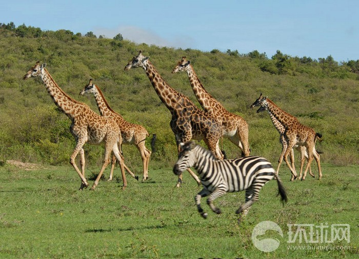 EN IMAGES: migrations des animaux en Afrique (3)
