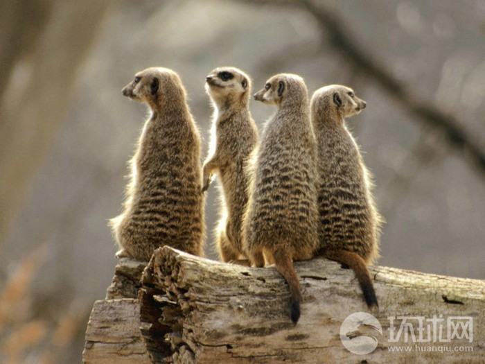 EN IMAGES: migrations des animaux en Afrique (8)