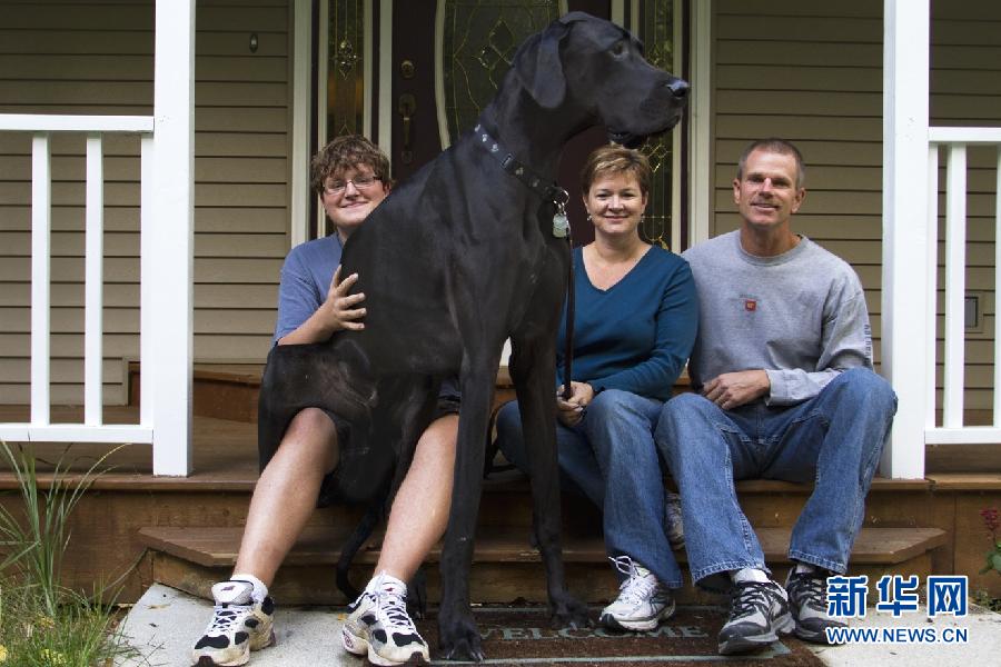 Du haut de ses 112 centimètres, Zeus est entré dans le Livre Guinness des records comme étant le chien le plus haut du monde.