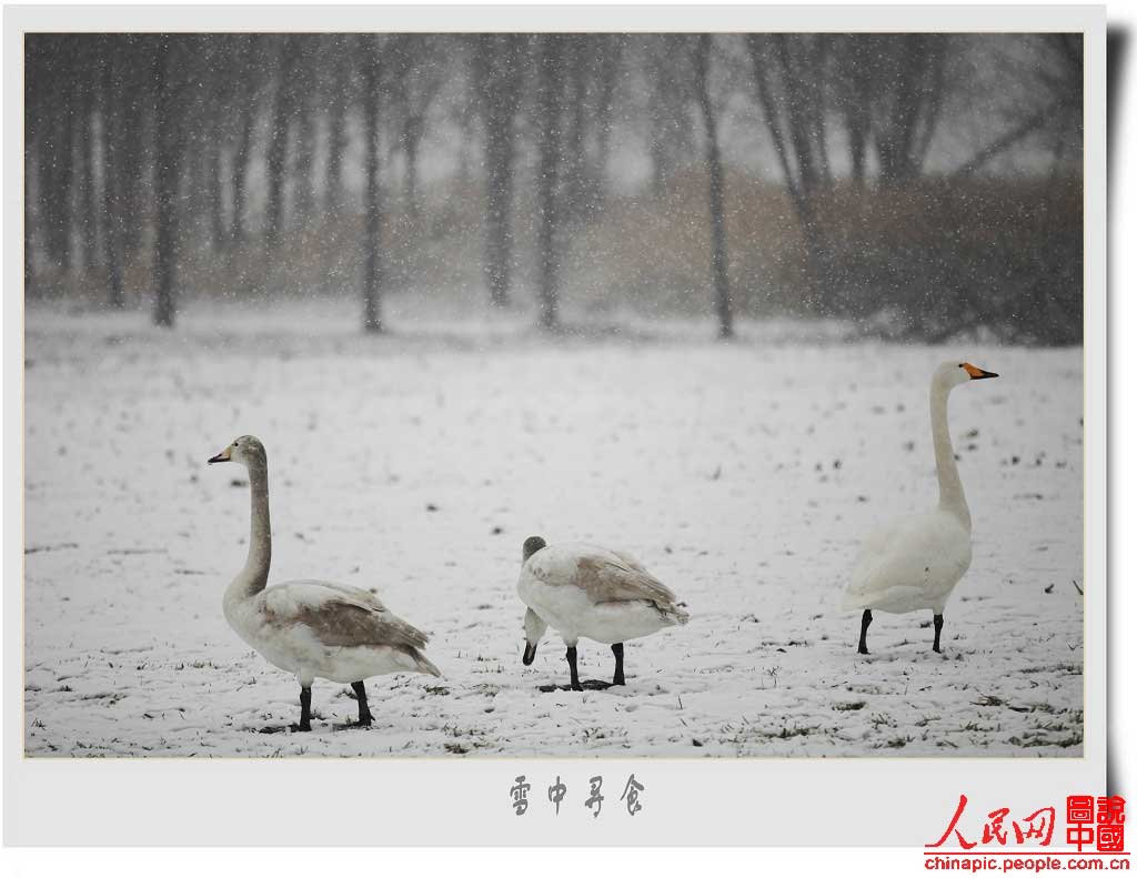 Une Chine magnifique sous la neige (28)