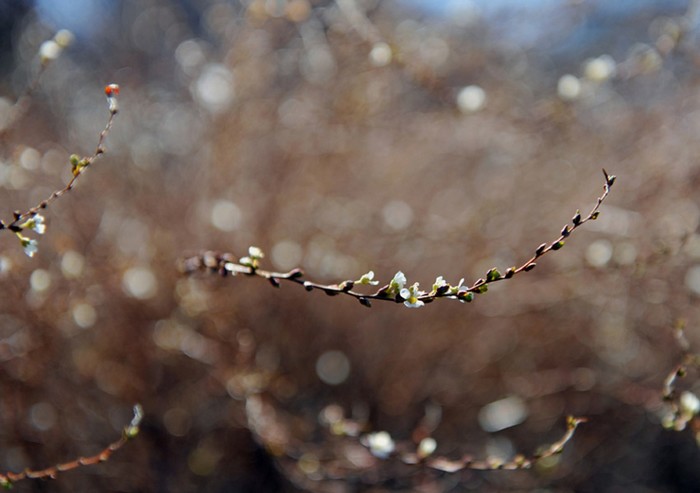 Sélection 2012 des meilleures photos de la nature selon Boston.com (45)