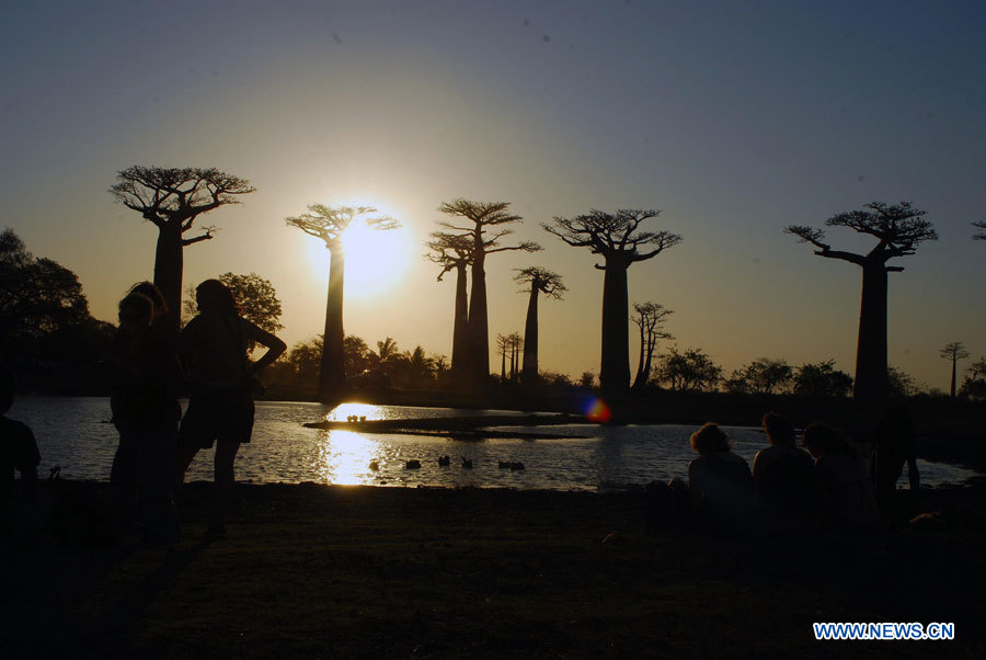 Des gens admirent le coucher du soleil sur l'avenue des baobabs dans la région du Menabe, dans l'ouest de Madagascar, le 7 octobre 2012. Le baobab est un symbole de Madagascar et l'avenue des baobabs est l'un des endroits les plus visités de l'île.