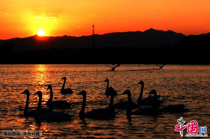 Rongcheng : le coucher de soleil au bord du lac des cygnes (4)