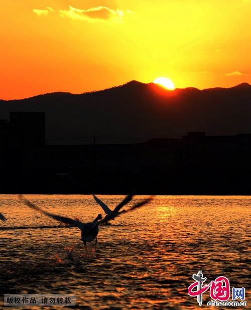 Rongcheng : le coucher de soleil au bord du lac des cygnes (5)