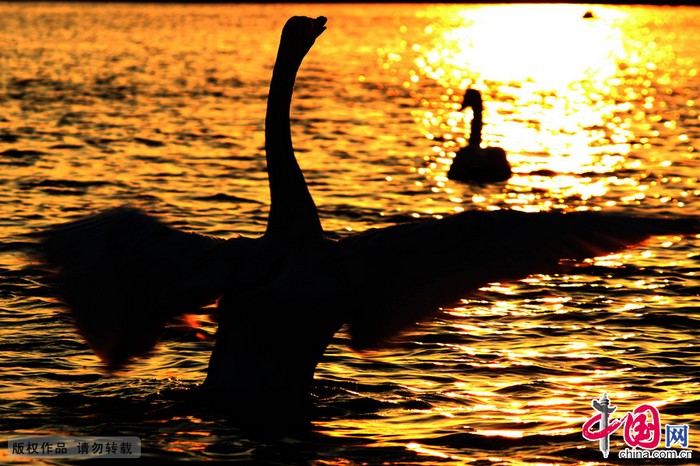 Rongcheng : le coucher de soleil au bord du lac des cygnes (2)