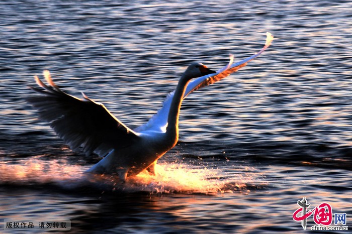 Rongcheng : le coucher de soleil au bord du lac des cygnes (3)