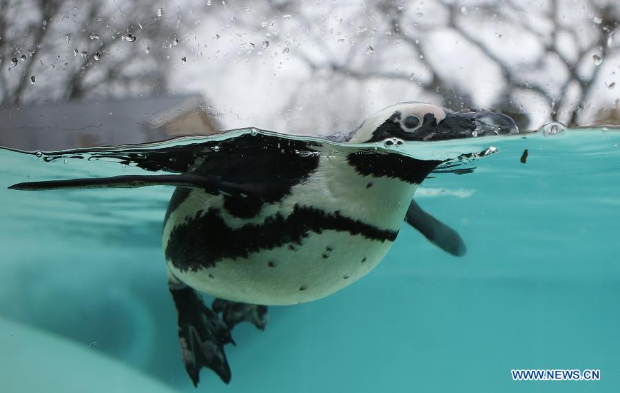 Photos: des animaux adorables au zoo de Londres