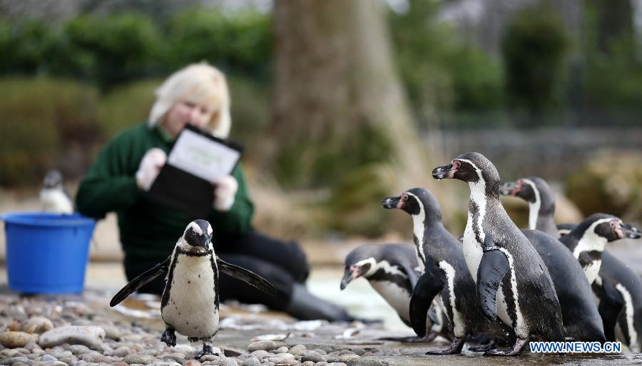 Photos: des animaux adorables au zoo de Londres (8)