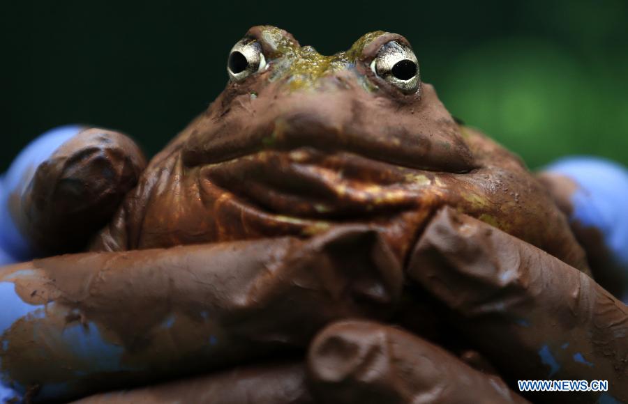 Photos: des animaux adorables au zoo de Londres (7)