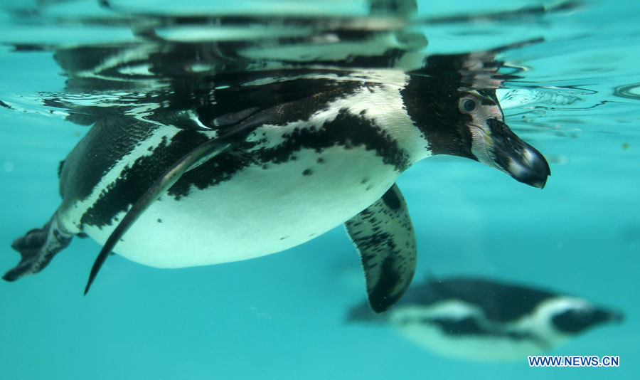 Photos: des animaux adorables au zoo de Londres (10)