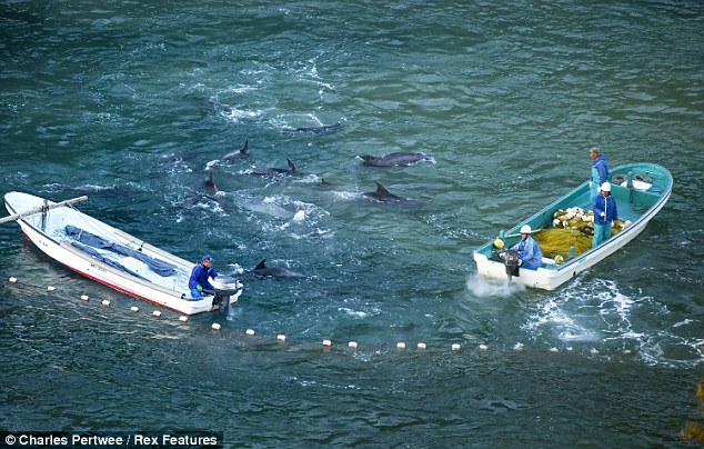 Des pêcheurs japonais massacrent des dauphins (5)