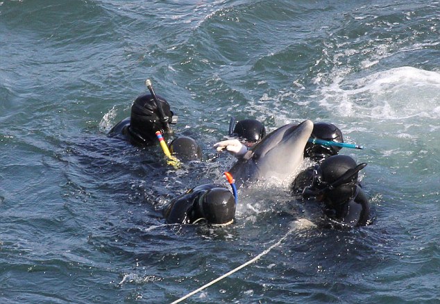 Des pêcheurs japonais massacrent des dauphins (7)