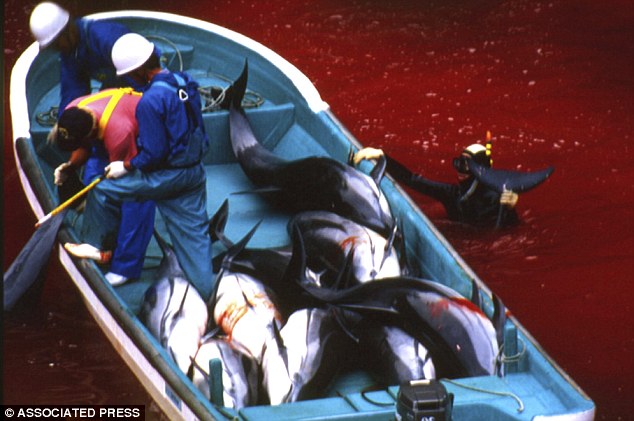 Des pêcheurs japonais massacrent des dauphins (4)