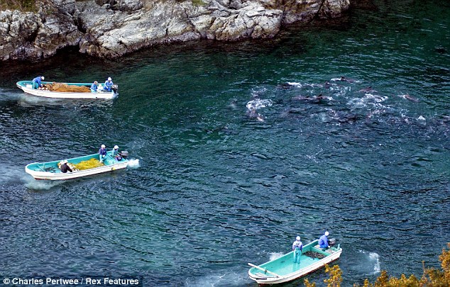 Des pêcheurs japonais massacrent des dauphins (6)