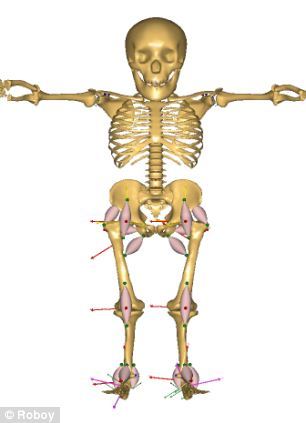Roboy sera composé d' un squelette artificiel comme celui des humains.