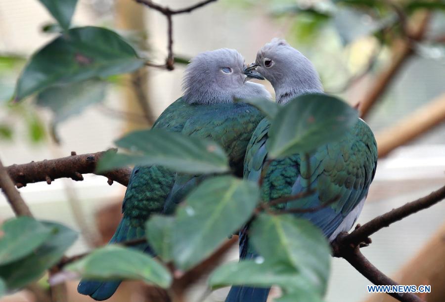 Photos: des oiseaux adorables dans le parc de Hong Kong (3)