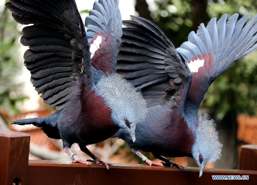 Photos: des oiseaux adorables dans le parc de Hong Kong (4)