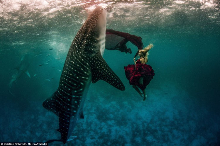 Deux mannequins qui nagent avec les requins dans la mer