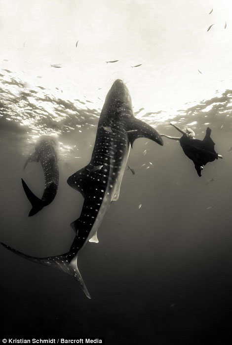 Deux mannequins qui nagent avec les requins dans la mer (13)