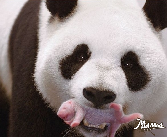 Un panda femelle et son bébé à peine né.