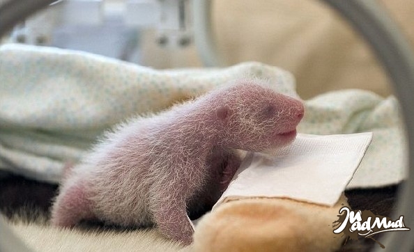 Un bébé panda à peine né; dont la taille ressemble à un hot-dog.